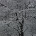 Neige1